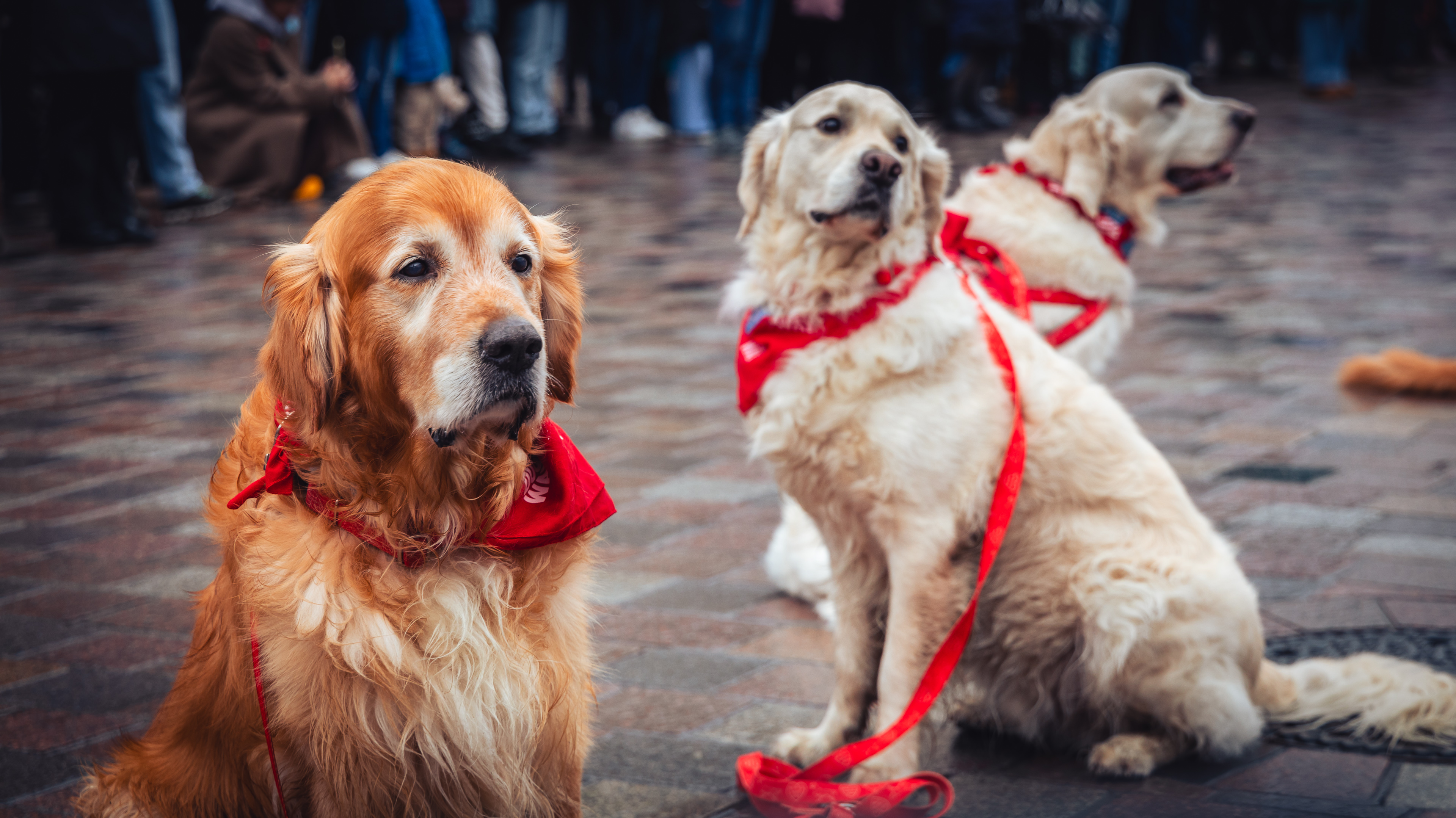 Zdjęcie przedstawia grupę trzech mężczyzn morsujących w jeziorze